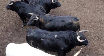 Sorteados los toros de Zalduendo para el primer festejo de la Feria y Fiesta de Plasencia
