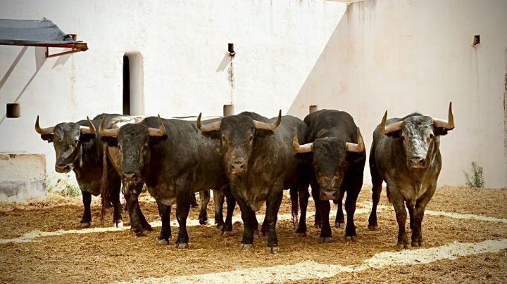 Los toros de Daniel Ruiz para Alicante
