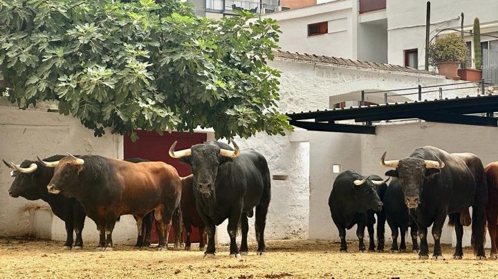 Seis toros de Juan Pedro Domecq para El Juli, Román y Rufo