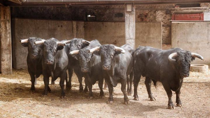 Los toros de El Canario para la última de Santander