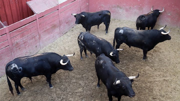 Sorteados los toros de Montalvo para la 5ª de abono en la Plaza Real de El Puerto