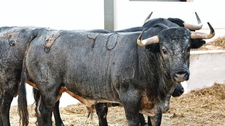 Los toros de Pallarés para la 2ª de Málaga