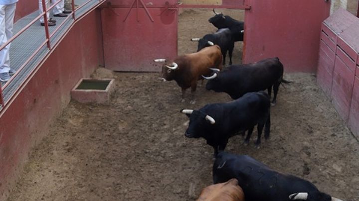 Sorteados los toros de Juan Pedro Domecq para la 6ª de abono en El Puerto