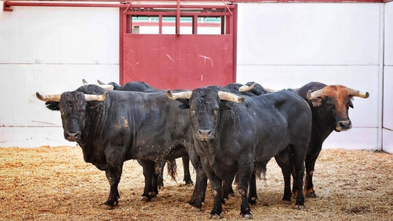 Los toros de Benítez Cubero y Pallarés para Málaga
