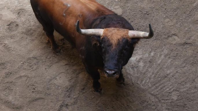 Los toros de Fuente Ymbro para esta tarde en Bilbao