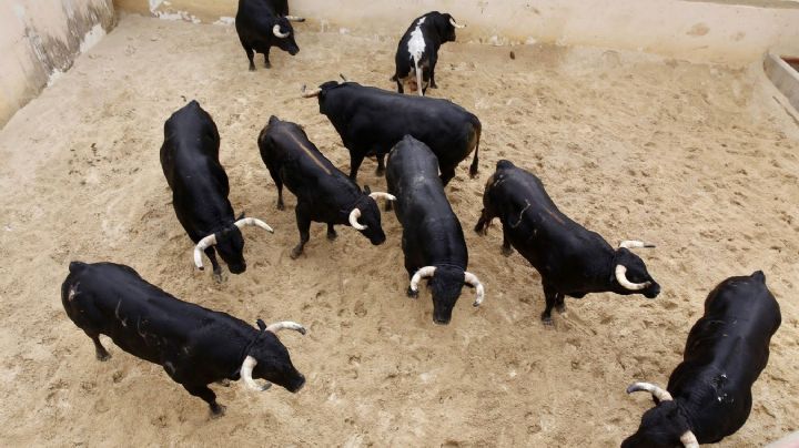 Sorteo y orden de lidia de los toros de Benítez Cubero y Pallarés para hoy en Cuenca