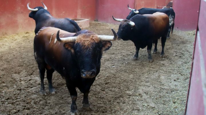 Sorteados los toros de Núñez del Cuvillo para la 2ª de abono en El Puerto