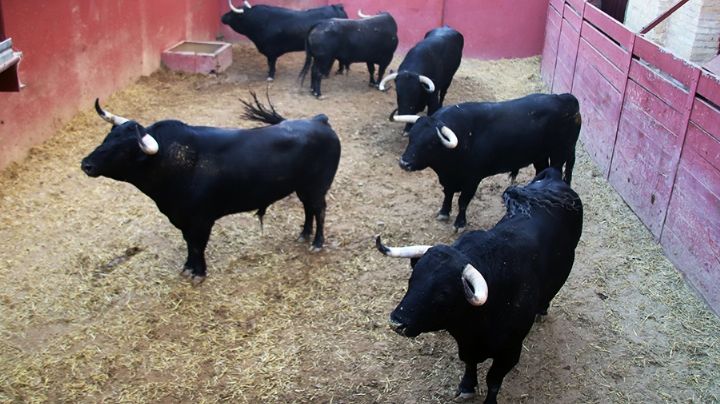 Sorteados los toros de El Puerto de San Lorenzo y La Ventana del Puerto para la 3ª de abono