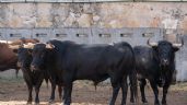 Los toros de Vellosino para la 2ª de Salamanca