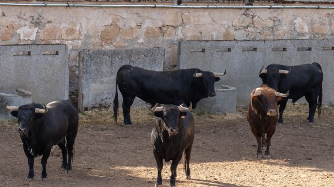 Los toros de Vellosino para la 2ª de Salamanca