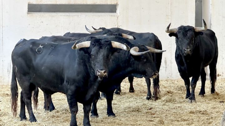 Orden de lidia de los toros de Victoriano del Río para hoy en Murcia