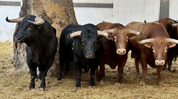 Orden de lidia de los toros de La Palmosilla para hoy en Murcia