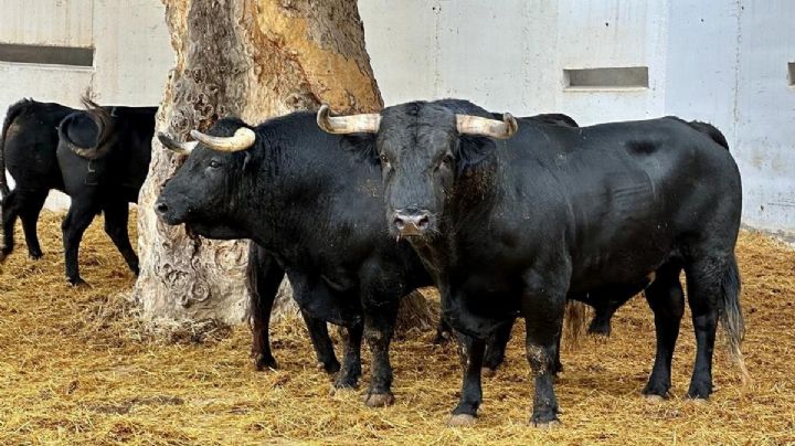 Orden de lidia de los toros de Los Espartales para hoy en Murcia