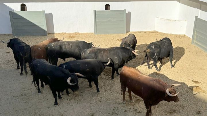 Orden de lidia de los toros de Daniel Ruiz para esta tarde en Ronda 
