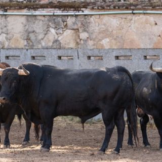 Premio para la ganadería de Vellosino en Salamanca