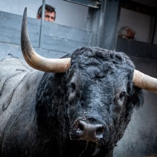'Cabañito' de Partido de Resina abre la concurso de Madrid