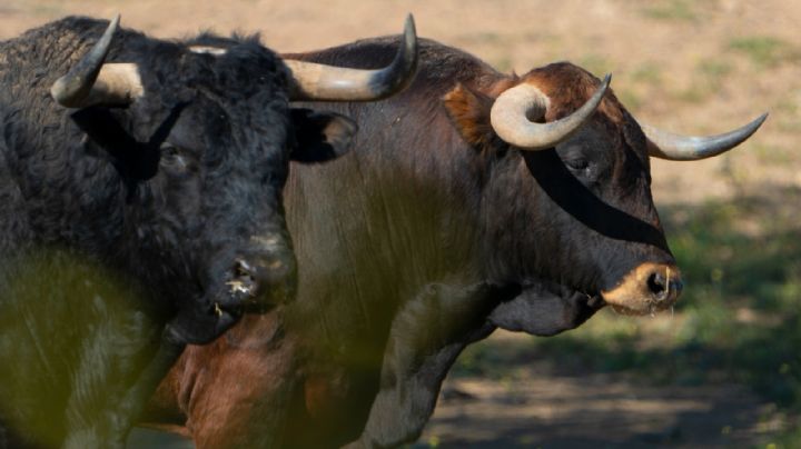 Los toros de Cuadri para el Domingo de Ramos en Las Ventas