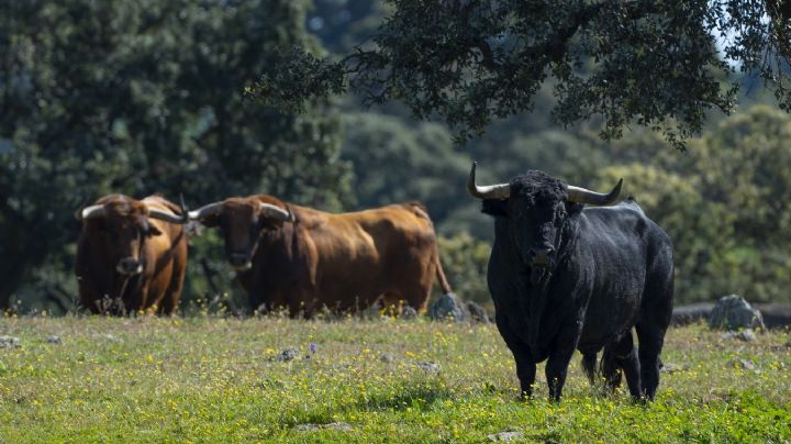 Los toros de Cuadri para el Domingo de Ramos ya están en Las Ventas