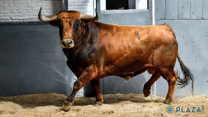Sorteados los toros de Cuadri que abren la temporada en Madrid