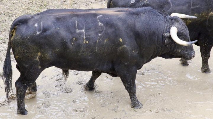 Los toros de Daniel Ruiz para la primera de Illescas