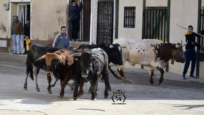 Fotografías de la suelta de Mazuecos