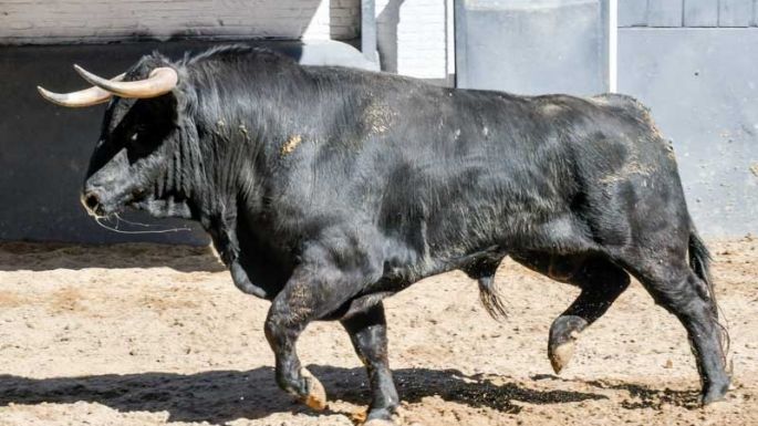 Los novillos de Julio García para esta tarde en Las Ventas