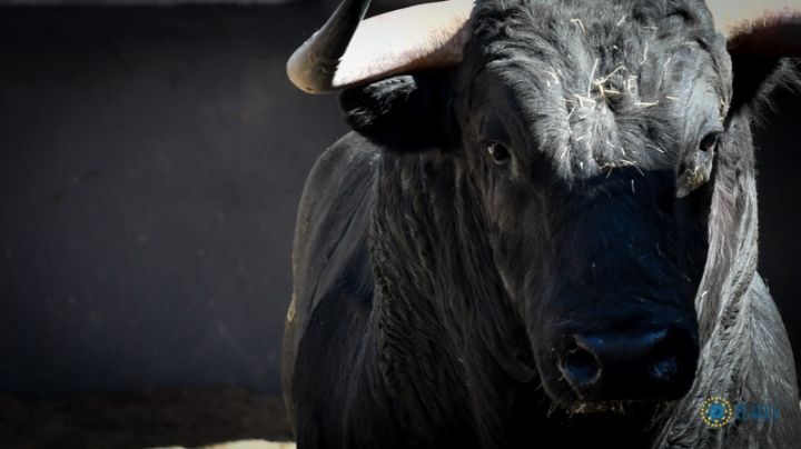 Los novillos de Julio García para esta tarde en Las Ventas