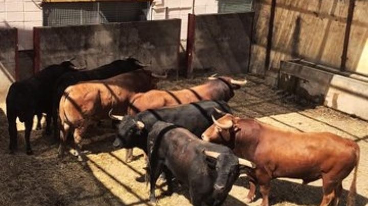 Orden de lidia de los toros de Salvador Domecq para la penúltima de Huesca