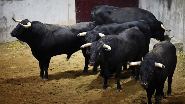 Sorteada la de rejones para Logroño