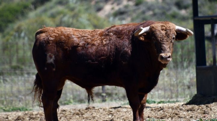 Los novillos de Polo Sáiz para Hita, en la vuelta de los festejos mayores a la localidad