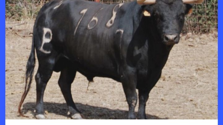 La corrida de Alcurrucén para Madridejos, en imágenes