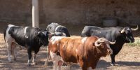 Foto: BMF Toros