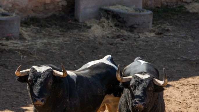Sorteados los toros de Francisco Galache para la 4ª de Salamanca