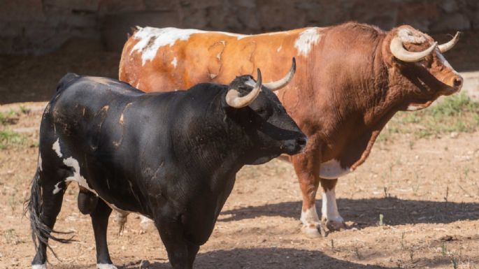 Sorteados los toros de Francisco Galache para la 4ª de Salamanca