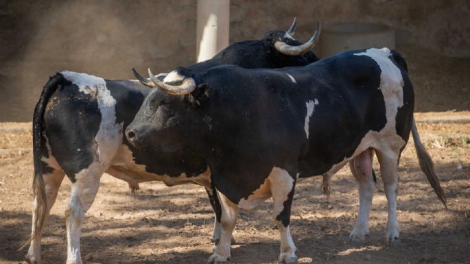 Sorteados los toros de Francisco Galache para la 4ª de Salamanca