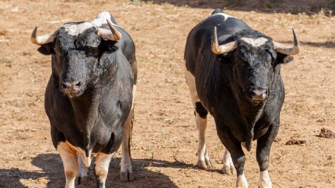 Sorteados los toros de Francisco Galache para la 4ª de Salamanca