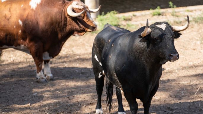 Sorteados los toros de Francisco Galache para la 4ª de Salamanca