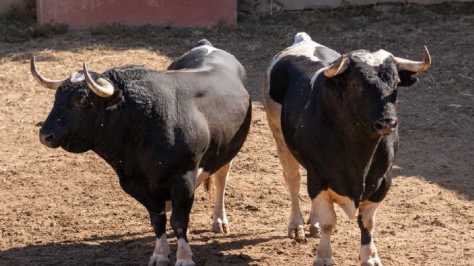 Sorteados los toros de Francisco Galache para la 4ª de Salamanca