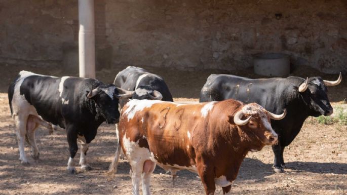 Sorteados los toros de Francisco Galache para la 4ª de Salamanca