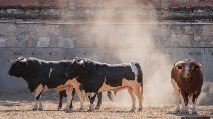Sorteados los toros de Francisco Galache para la 4ª de Salamanca