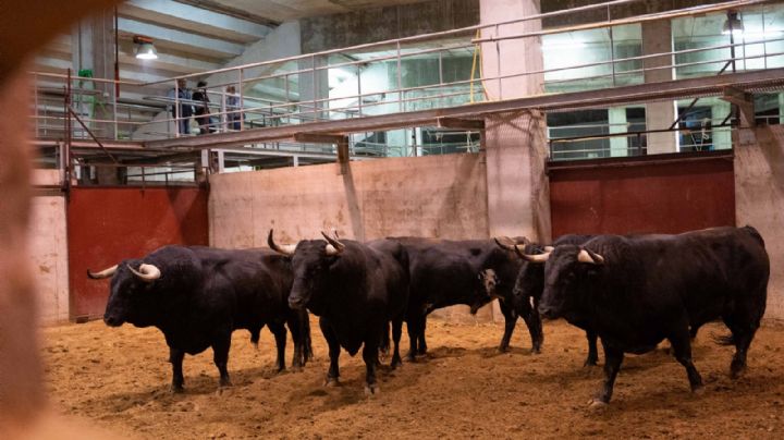 Sorteada la última corrida de la Feria de Logroño