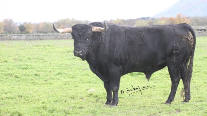 Toros de Baltasar Ibán para la corrida de Aignan