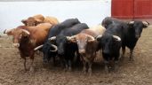 Orden de lidia de los toros de Núñez del Cuvillo para Aranjuez