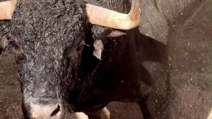 Los toros de Los Maños para abrir la feria de Huesca, ya descansan en la plaza de toros