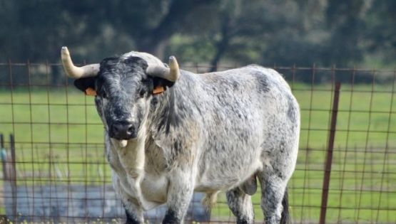 ¿Quién quiere matar al toro bravo?