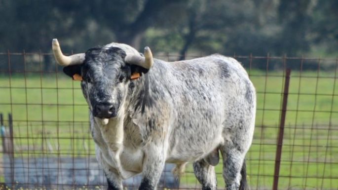 ¿Quién quiere matar al toro bravo?