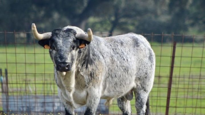 ¿Quién quiere matar al toro bravo?