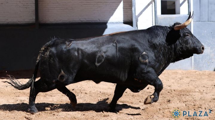 "Afectuoso", de Alcurrucén, abre la Feria de San Isidro