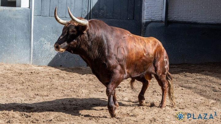 Toros de Baltasar Ibán para la tercera de San Isidro 2024