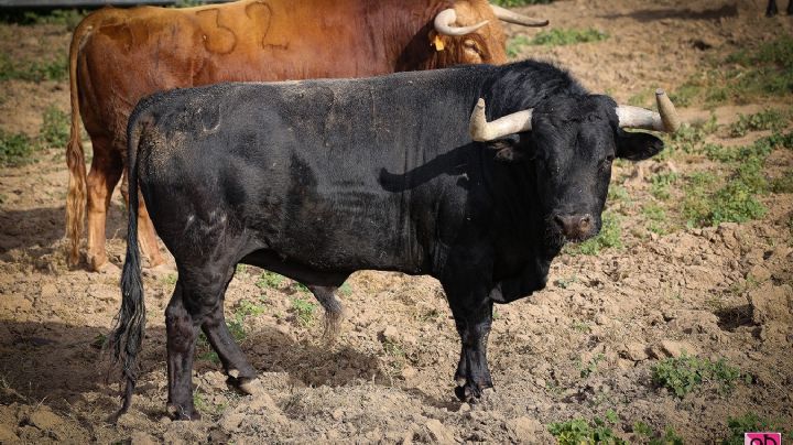 Los toros de Virgen María para le cierre de Pentecostés en Nimes